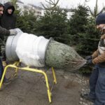 17.12.2021 Kielce. Żywe choinki / Jarosław Kubalski / Radio Kielce