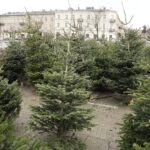 17.12.2021 Kielce. Żywe choinki / Jarosław Kubalski / Radio Kielce