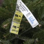 17.12.2021 Kielce. Żywe choinki / Jarosław Kubalski / Radio Kielce