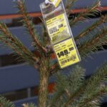 17.12.2021 Kielce. Żywe choinki / Jarosław Kubalski / Radio Kielce