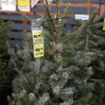 17.12.2021 Kielce. Żywe choinki / Jarosław Kubalski / Radio Kielce