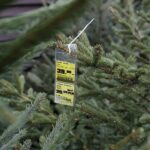 17.12.2021 Kielce. Żywe choinki / Jarosław Kubalski / Radio Kielce