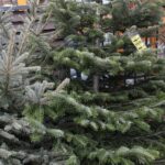 17.12.2021 Kielce. Żywe choinki / Jarosław Kubalski / Radio Kielce