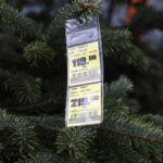 17.12.2021 Kielce. Żywe choinki / Jarosław Kubalski / Radio Kielce