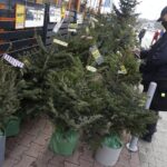 17.12.2021 Kielce. Żywe choinki / Jarosław Kubalski / Radio Kielce