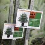 17.12.2021 Kielce. Żywe choinki / Jarosław Kubalski / Radio Kielce