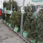 17.12.2021 Kielce. Żywe choinki / Jarosław Kubalski / Radio Kielce