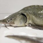 18.12.2021 Kielce. Jesiotr w sklepie rybnym / Jarosław Kubalski / Radio Kielce