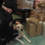 20.12.2021. Kielce. Ujawnienie tytoniu w paczkach. Pies Luna / Izba Administracji Skarbowej w Kielcach