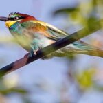 Żołna / Andrzej Bartczak