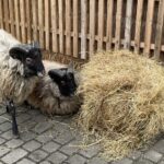 19.12.2021. Opatów. Kiermasz bożonarodzeniowy dla małej Igi Kaczmarczyk / Emilia Sitarska / Radio Kielce