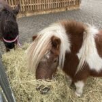 19.12.2021. Opatów. Kiermasz bożonarodzeniowy dla małej Igi Kaczmarczyk / Emilia Sitarska / Radio Kielce