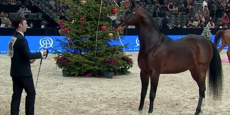 ARABIAN HORSE WORLD CHAMPIONSHIP PARIS 2021 / arabianessence.tv