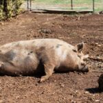 świnia / pixabay.pl