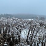 12.12.2021. Lasy zgórskie. Miejsce bitwy z 1944r. / Dionizy Krawczyński / Radio Kielce