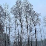 12.12.2021. Lasy zgórskie. Miejsce bitwy z 1944r. / Dionizy Krawczyński / Radio Kielce