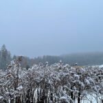 12.12.2021. Lasy zgórskie. Miejsce bitwy z 1944r. / Dionizy Krawczyński / Radio Kielce