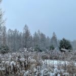 12.12.2021. Lasy zgórskie. Miejsce bitwy z 1944r. / Dionizy Krawczyński / Radio Kielce