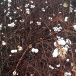 Śnieguliczka / Radosław Koniarz