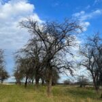 19.12.2021. Zakrzów w gminie Secemin. Miejsce walki z września 1944 r. / Dionizy Krawczyński / Radio Kielce