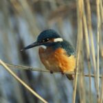 Zimorodek / Waldemar Błaziak