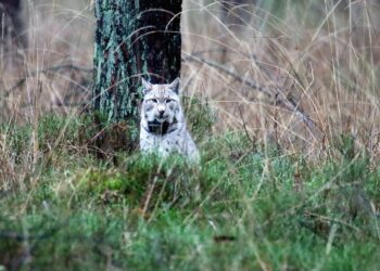 Ryś / Tomasz Konieczny / Nadleśnictwo Złotów / Radio Poznań