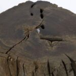 Narodowe Muzeum Morskie w Gdańsku