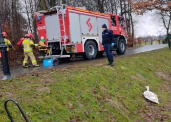 03.01.2022. Końskie. Strażacy uratowali przymarzniętego łabędzia / KP PSP Końskie