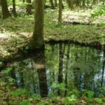 Leśna kopalnia rudy ,,Ludwik". Dół kopalniany / turysta.swietokrzyski.eu