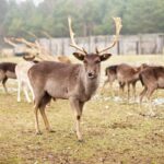 16.01.2022. Ciemiętniki. Daniele z Gospodarstwa Ekologiczno-Agroturystycznego „Danielówka” / Magdalena Galas-Klusek / Radio Kielce