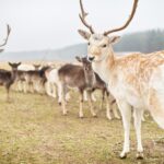 16.01.2022. Ciemiętniki. Daniele z Gospodarstwa Ekologiczno-Agroturystycznego „Danielówka” / Magdalena Galas-Klusek / Radio Kielce