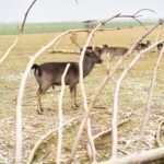 16.01.2022. Ciemiętniki. Daniele z Gospodarstwa Ekologiczno-Agroturystycznego „Danielówka” / Magdalena Galas-Klusek / Radio Kielce