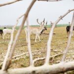 16.01.2022. Ciemiętniki. Daniele z Gospodarstwa Ekologiczno-Agroturystycznego „Danielówka” / Magdalena Galas-Klusek / Radio Kielce