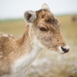 16.01.2022. Ciemiętniki. Daniele z Gospodarstwa Ekologiczno-Agroturystycznego „Danielówka” / Magdalena Galas-Klusek / Radio Kielce