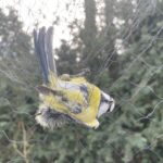 29.01.2022. Bodzentyn. Obrączkowanie ptaków w ramach akcji „Karmnik" / Anna Głąb / Radio Kielce