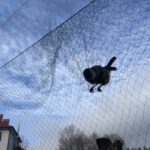 29.01.2022. Bodzentyn. Obrączkowanie ptaków w ramach akcji „Karmnik" / Anna Głąb / Radio Kielce