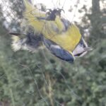 29.01.2022. Bodzentyn. Obrączkowanie ptaków w ramach akcji „Karmnik" / Anna Głąb / Radio Kielce