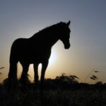 Orzechowo / Sławomir Buga