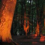 Orzechowo / Sławomir Buga