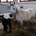 03.01.2022. Michałów. Ogierek gniady. Pierwsze w tym roku źrebię z Michałowa / Marta Gajda-Kruk / Radio Kielce