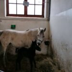 03.01.2022. Michałów. Ogierek gniady. Pierwsze w tym roku źrebię z Michałowa / Marta Gajda-Kruk / Radio Kielce