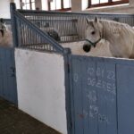 03.01.2022. Michałów. Ogierek gniady. Pierwsze w tym roku źrebię z Michałowa / Marta Gajda-Kruk / Radio Kielce