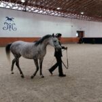 15.01.2022. Michałów. Zimowa Aukcja Koni Arabskich Czystej Krwi / Stadnina Koni Michałów