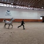 15.01.2022. Michałów. Zimowa Aukcja Koni Arabskich Czystej Krwi / Stadnina Koni Michałów