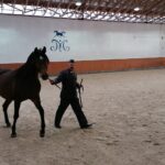 15.01.2022. Michałów. Zimowa Aukcja Koni Arabskich Czystej Krwi / Stadnina Koni Michałów