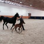 15.01.2022. Michałów. Zimowa Aukcja Koni Arabskich Czystej Krwi / Stadnina Koni Michałów