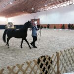 15.01.2022. Michałów. Zimowa Aukcja Koni Arabskich Czystej Krwi / Stadnina Koni Michałów