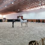 15.01.2022. Michałów. Zimowa Aukcja Koni Arabskich Czystej Krwi / Stadnina Koni Michałów