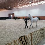 15.01.2022. Michałów. Zimowa Aukcja Koni Arabskich Czystej Krwi / Stadnina Koni Michałów