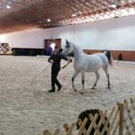 15.01.2022. Michałów. Zimowa Aukcja Koni Arabskich Czystej Krwi / Stadnina Koni Michałów